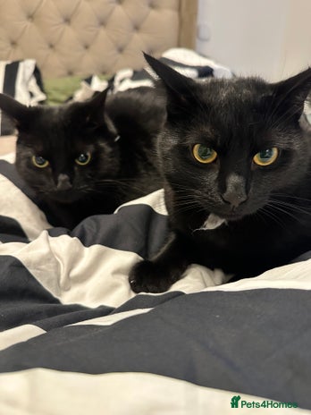 British Shorthair cats - Advert 4