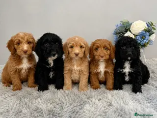 Cockapoo dogs Beautiful F1 Cockapoos Fully Vaccinated Ready Now - Advert 16