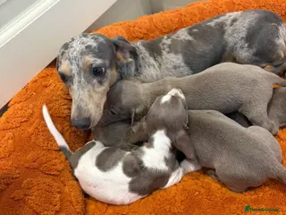 Dachshund dogs Miniature dachshund - Advert 1