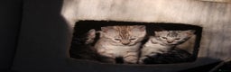 Bengal cats for sale: Bubbling Bengal Kittens For Sale - Advert 5