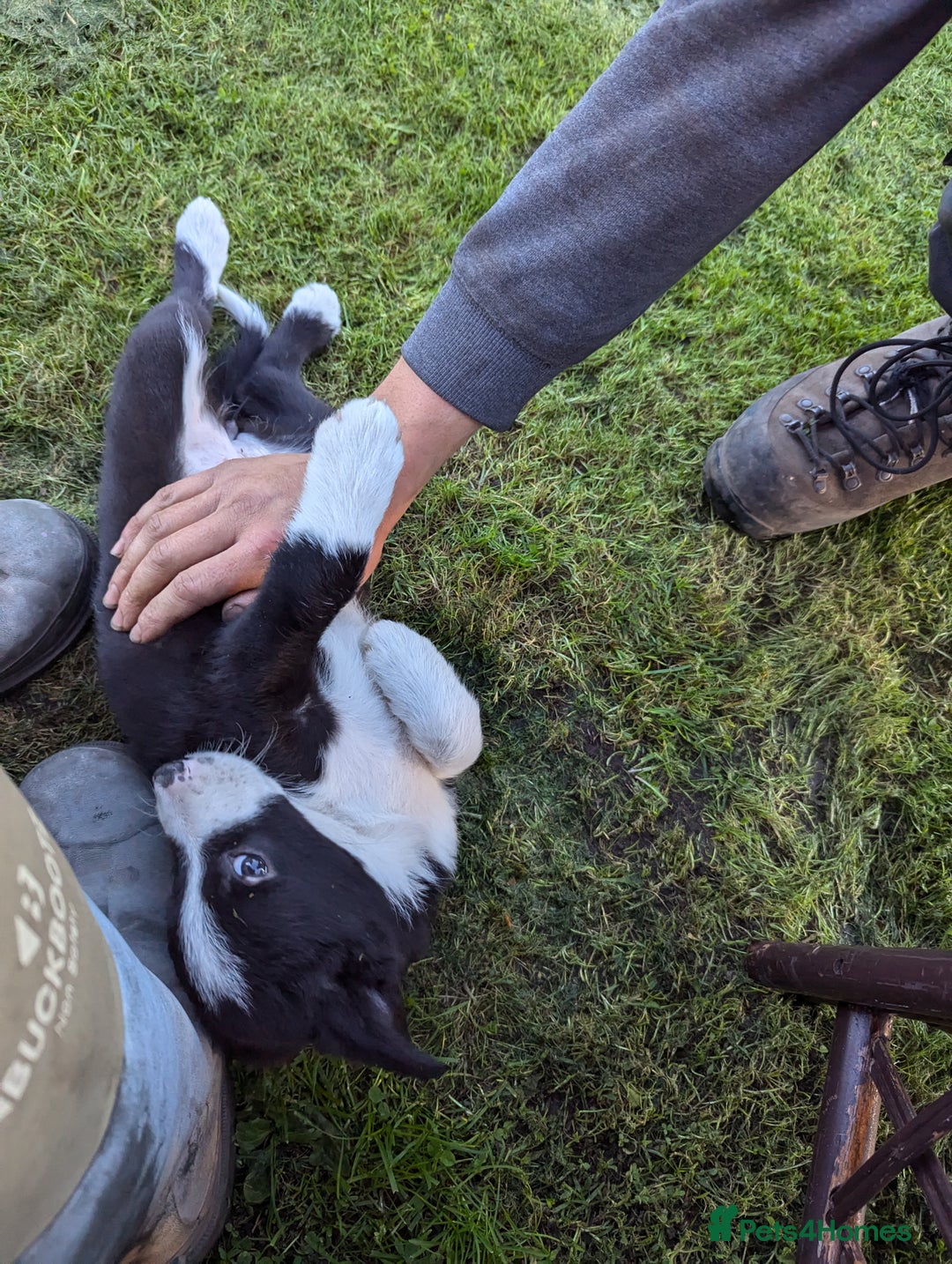 Border Collie dogs for sale: 5 Beautiful Working Border Collie Pups - Image 16
