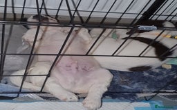 English Springer Spaniel dogs for sale: KC-ESS PUPPIES - DNA Health tested   - Image 16