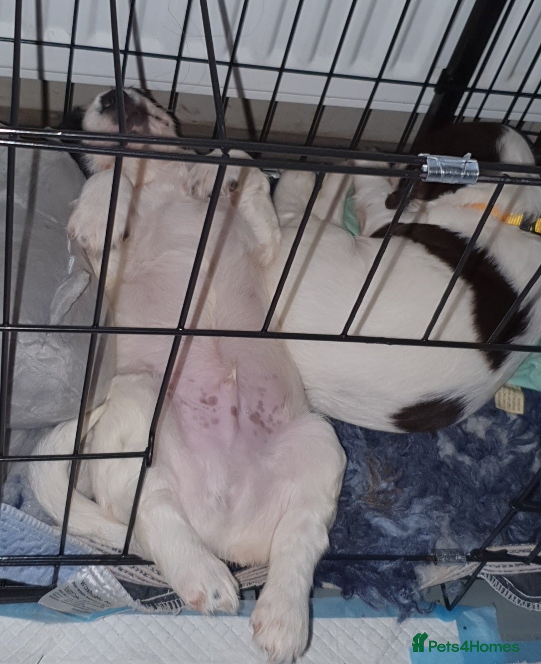 English Springer Spaniel dogs for sale: KC-ESS PUPPIES - DNA Health tested   - Image 16