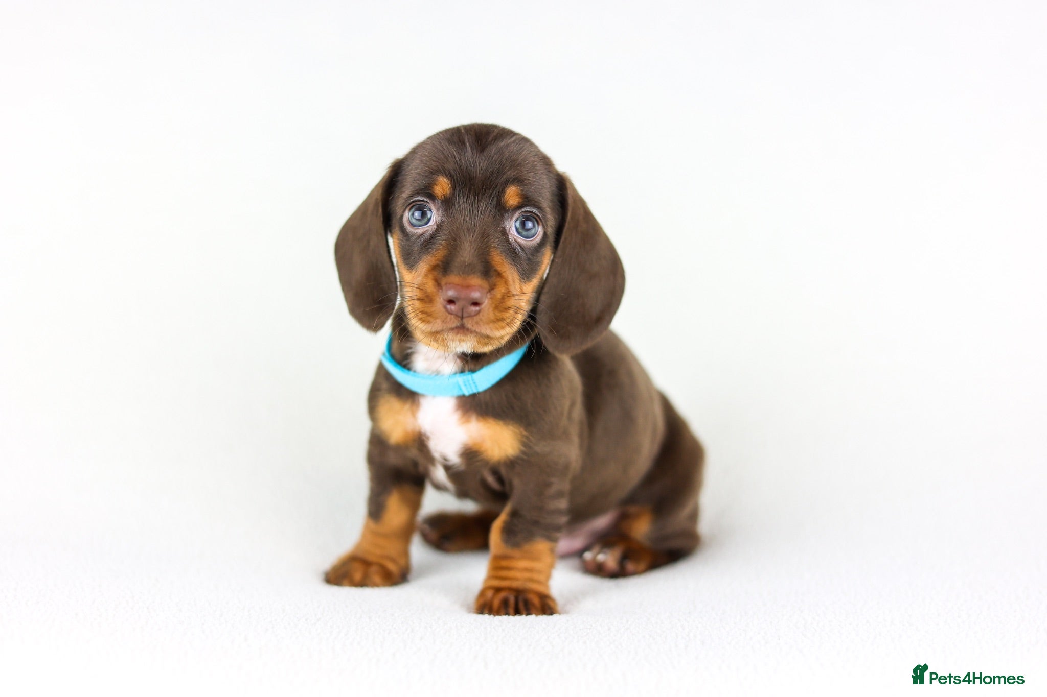Miniature Dachshund dogs Short Haired miniature dachshund Puppy’s  - Advert 1
