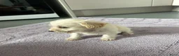 Mixed Breed dogs for sale: Cockapoo cross jackrussell pups in Norwich - Advert 14