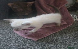 Siamese cats for sale: Beautiful 2 Havana browns and 2 C/ point siamese  - Image 8