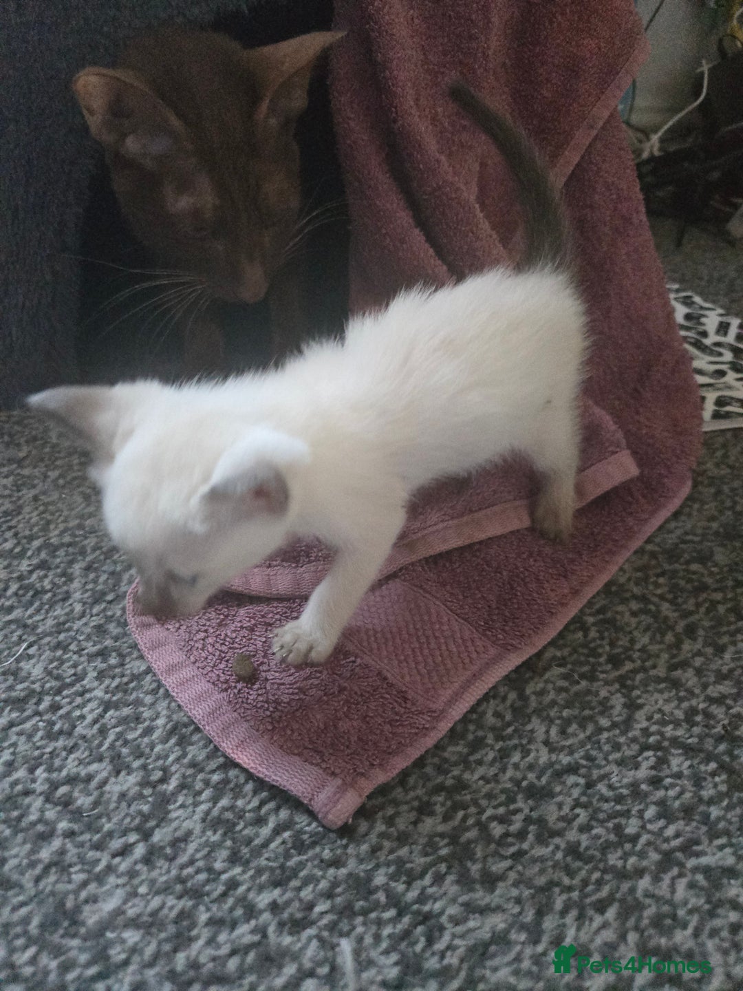 Siamese cats for sale: Beautiful 2 Havana browns and 2 C/ point siamese  - Image 8