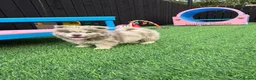 Chow Chow dogs for sale: Stunning exotic colour chowski puppies for sale  - Advert 25
