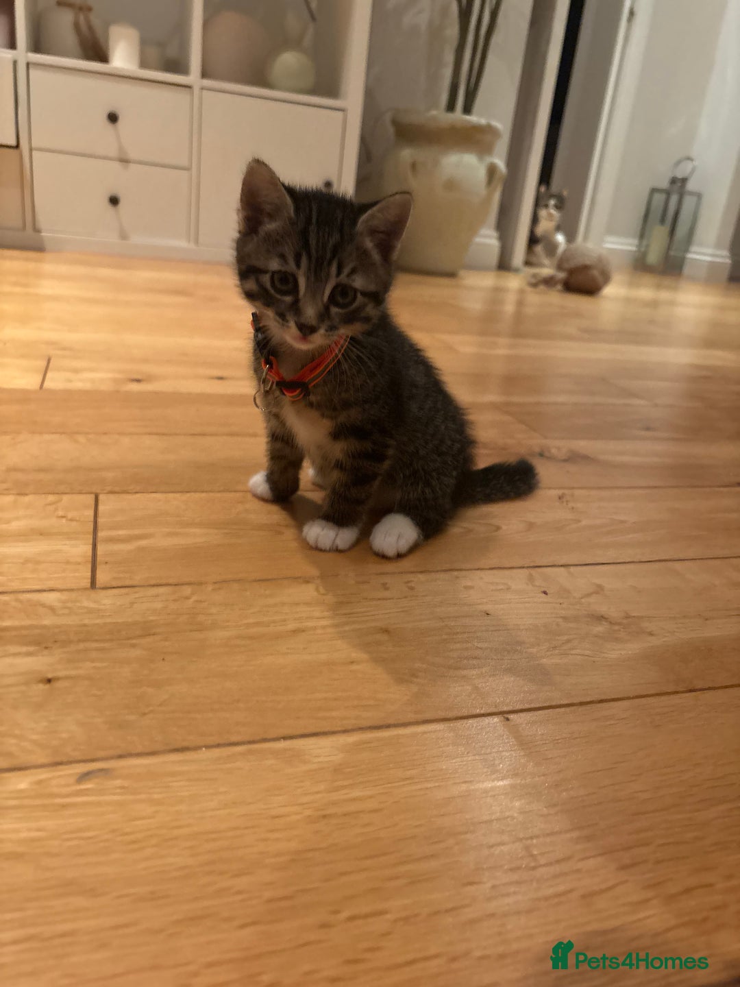 Mixed Breed cats for sale: Gorgeous mixed breed bengal and calico kittens - Advert 13