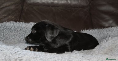 Labrador Retriever dogs - Advert 8