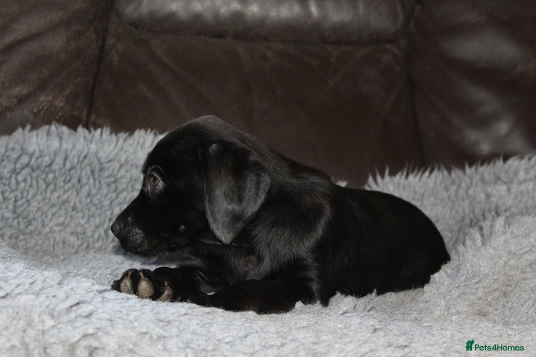 Labrador Retriever dogs for sale: Black Labrador Retriever Puppies - Image 10