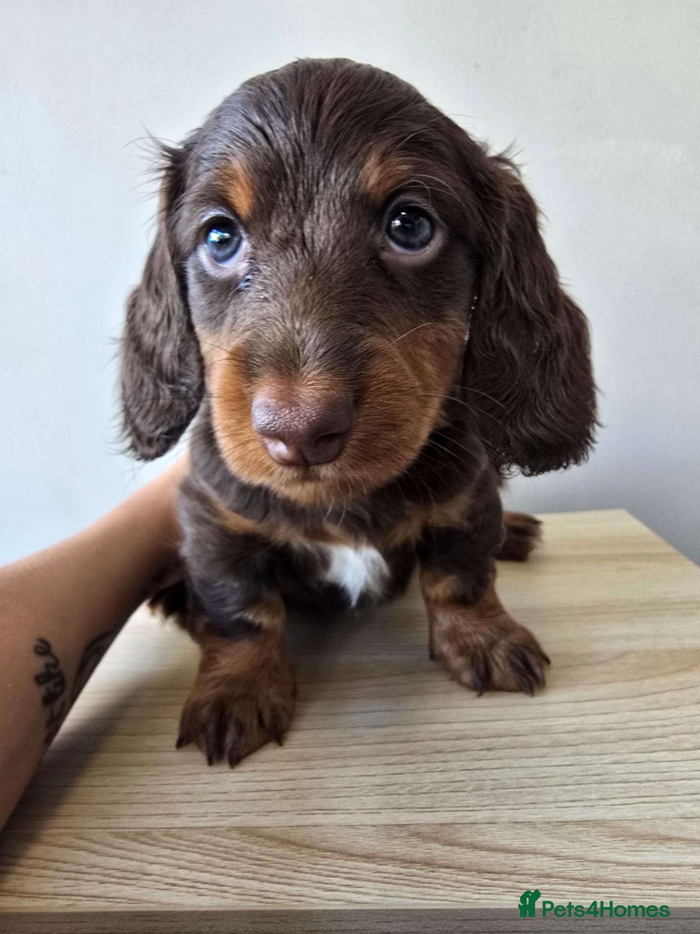 Miniature Dachshund dogs 4 male Dachshunds - Advert 12