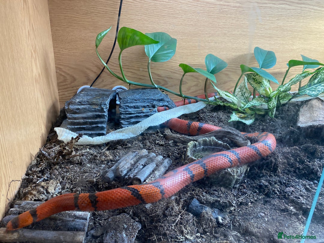 King Snake reptiles for sale: Rare tangerine honduran male - Image 2