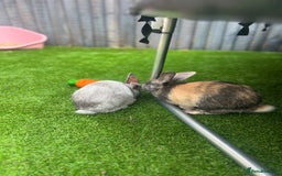 Mixed Breed rabbits for sale: Well-cared-for bunnies now available 🐇 - Image 3
