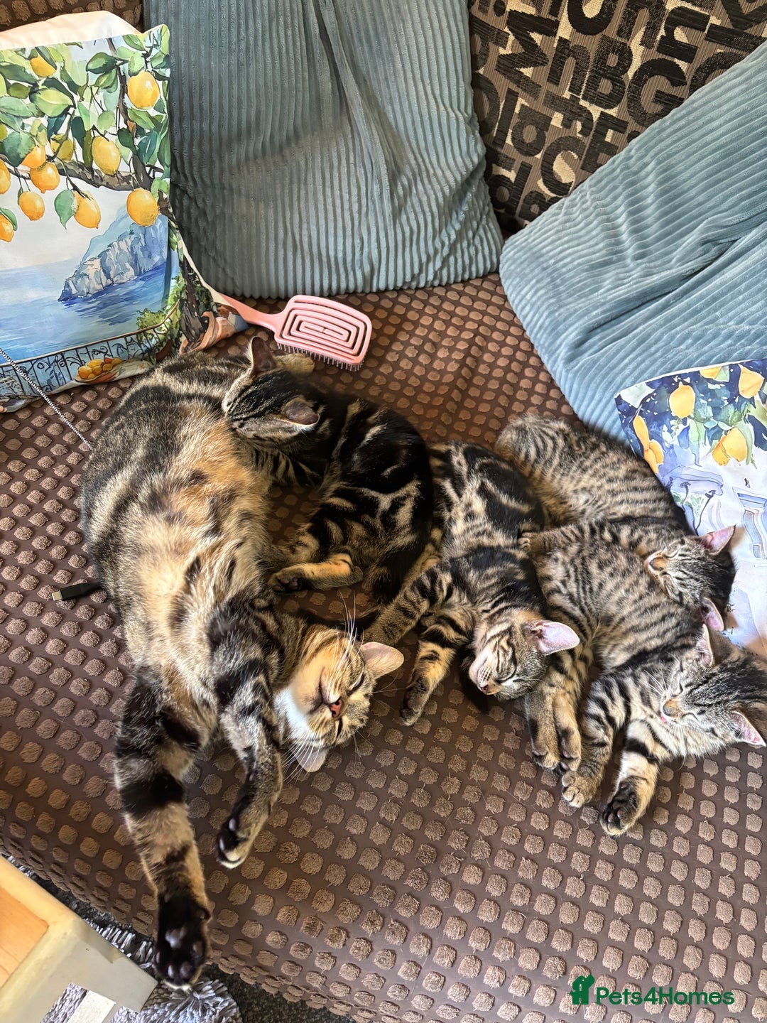 Mixed Breed cats for sale: 2 beautiful female kittens - Image 4