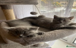 British Shorthair cats for sale: BRITISH kitties READY NOW  - Image 2