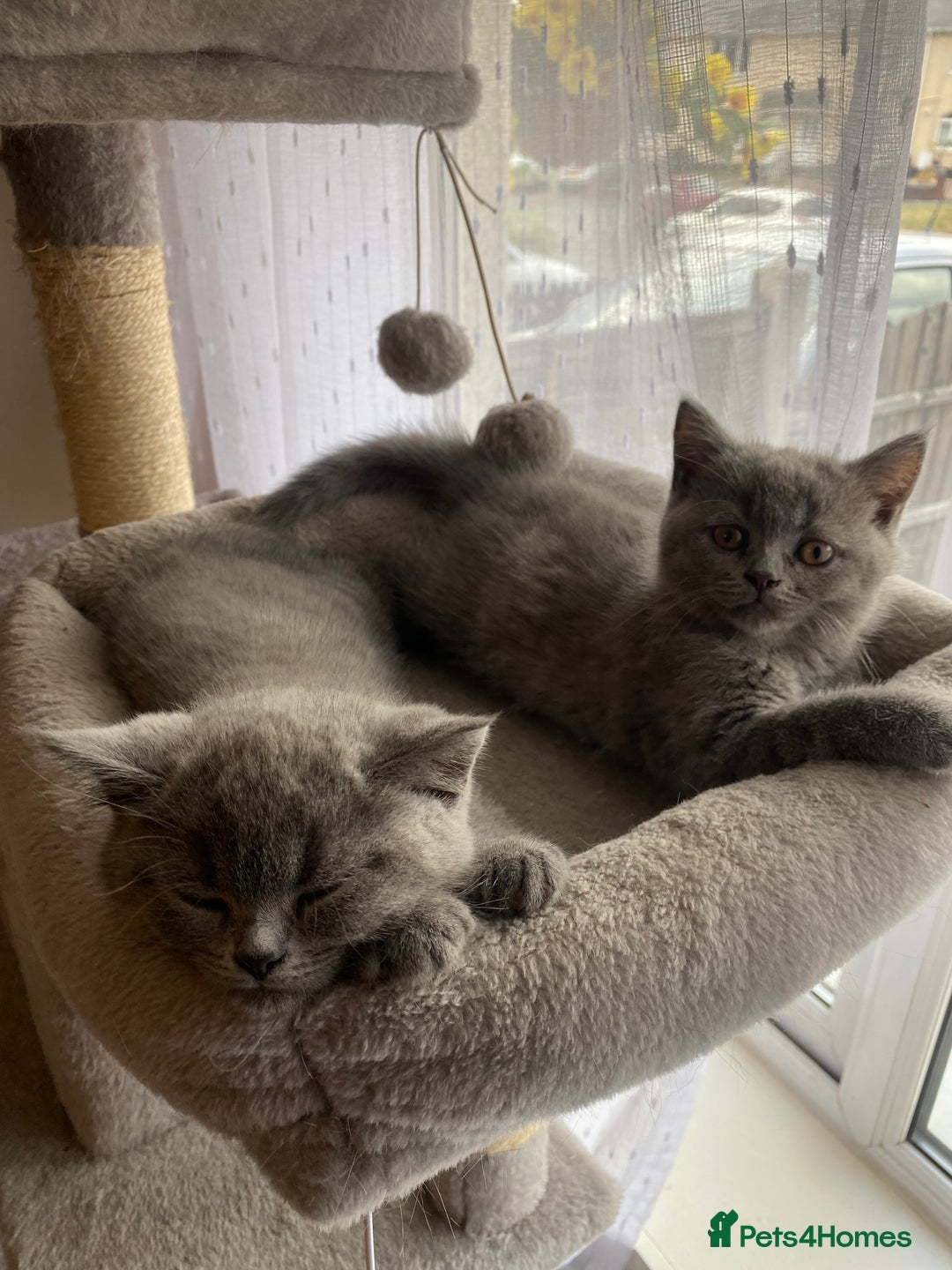 British Shorthair cats for sale: BRITISH kitties READY NOW  - Image 2