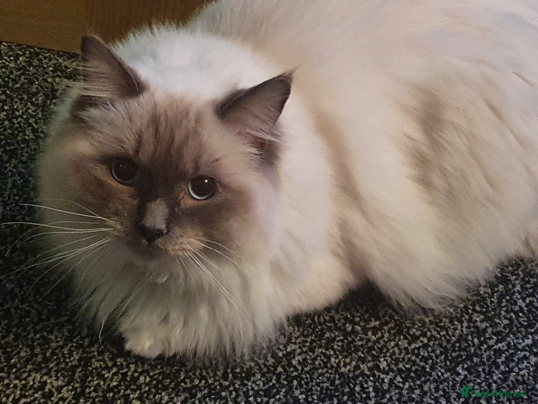 Ragdoll cats for stud: Ragdoll GCCF blue mitted stud LOKI in Wakefield - Image 3