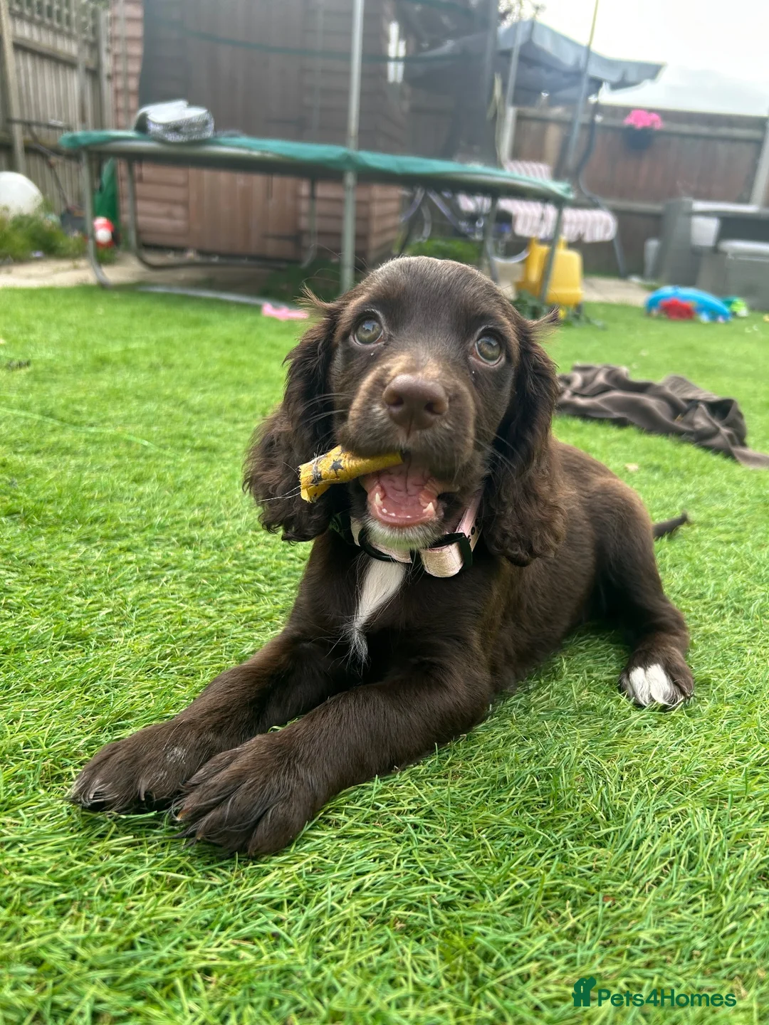 Cocker Spaniel dogs for sale: Cocker spaniel female  - Advert 1