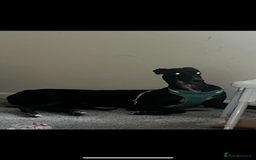 Greyhound dogs for sale: Greyhound - Image 3