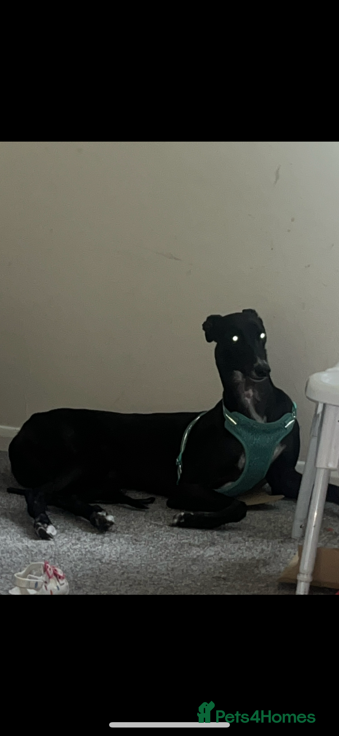 Greyhound dogs for sale: Greyhound - Image 3