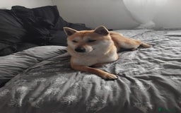 Japanese Shiba Inu dogs for sale: Female shiba inu - Image 1