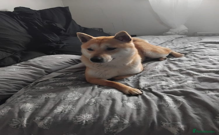 Japanese Shiba Inu dogs - Advert 1
