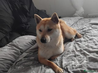Japanese Shiba Inu dogs - Advert 27