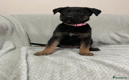 Belgian Shepherd Dog dogs for sale: 6 adorable Belgian malinois puppy's for sale  - Image 24