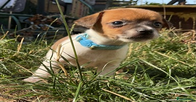 Jack Russell dogs - Advert 6