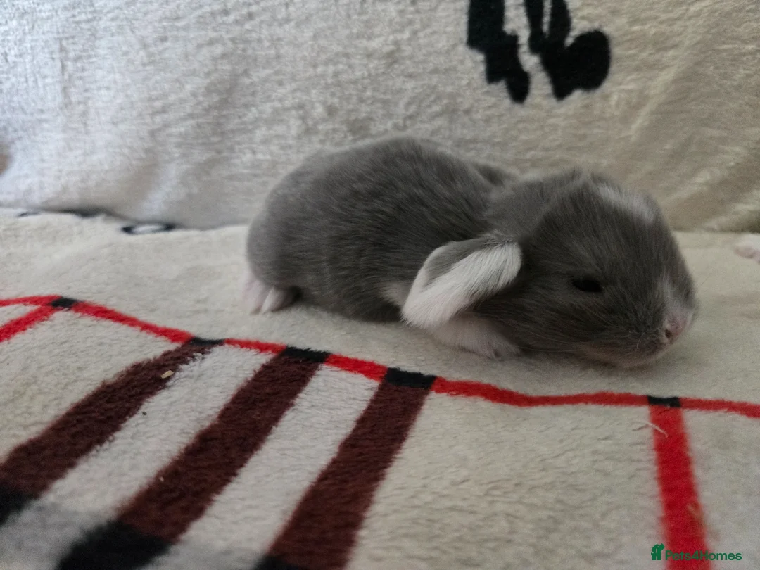 Mini Lop rabbits for sale: Stunning mini lops - Advert 2