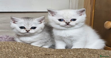 British Shorthair cats - Advert 5