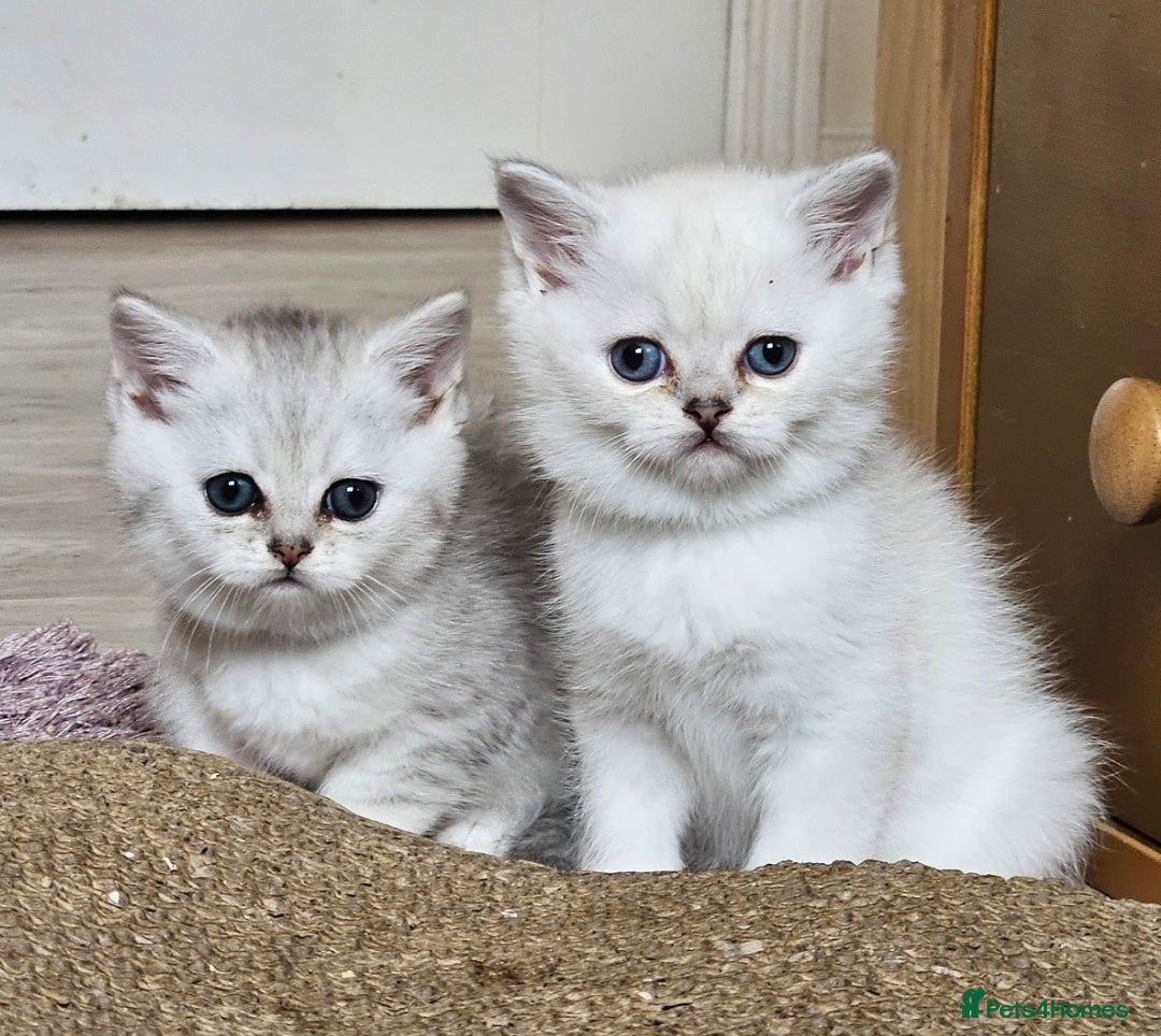 British Shorthair cats for sale: British Shorthair Kittens. Stunning 🩶 Silver - Image 3