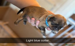 Shih Tzu dogs for sale: 5 beautiful Shih Tzu puppies  - Image 4