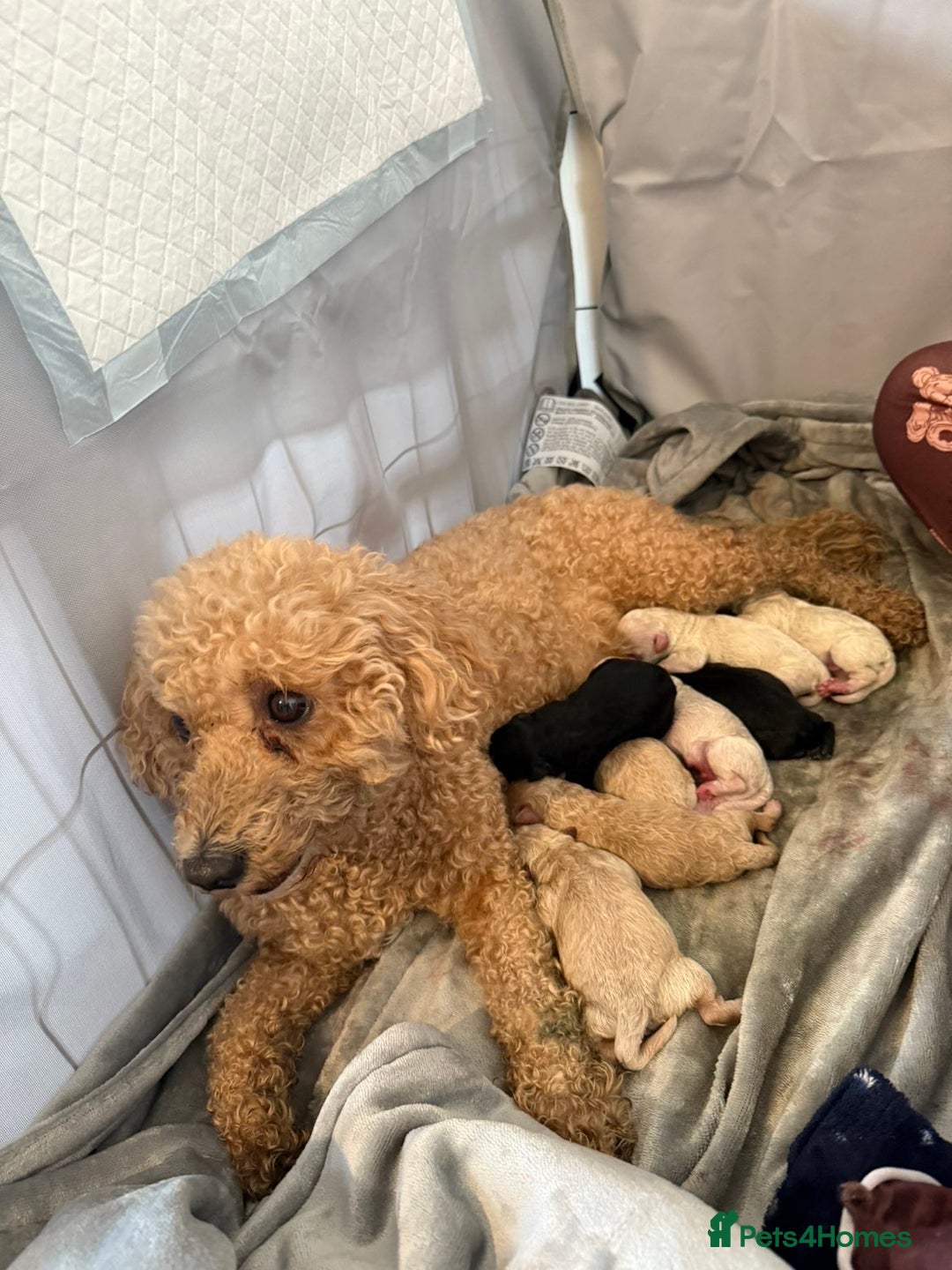 Poochon dogs for sale: Poochon puppys - Advert 1