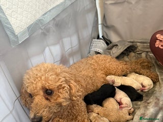 Poochon dogs Poochon puppys - Advert 1