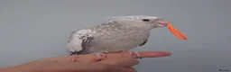 Cockatiels birds for sale: Hand reread hand tame female cockatiel  - Advert 2