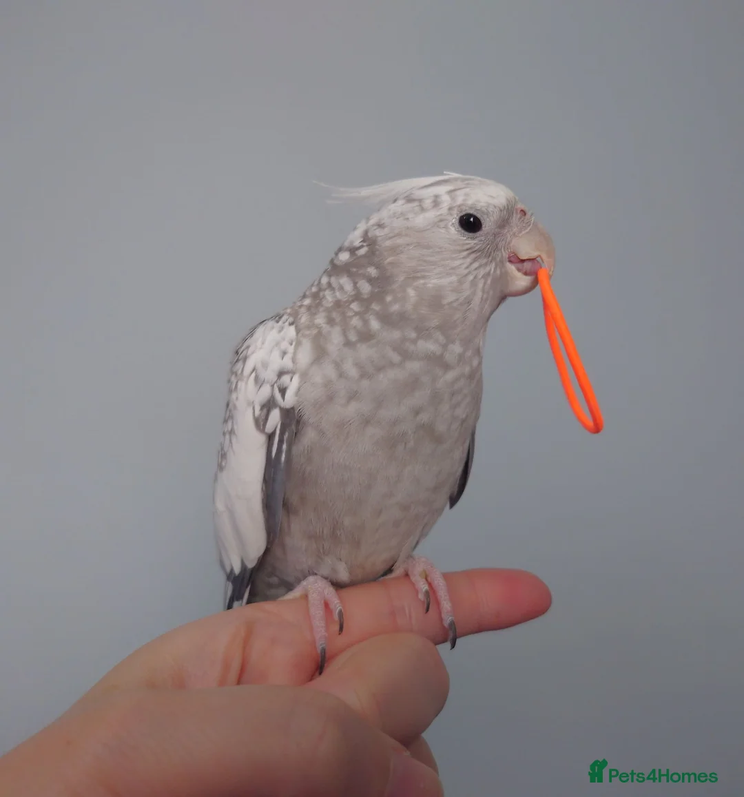 Cockatiels birds for sale: Hand reread hand tame female cockatiel  - Advert 2