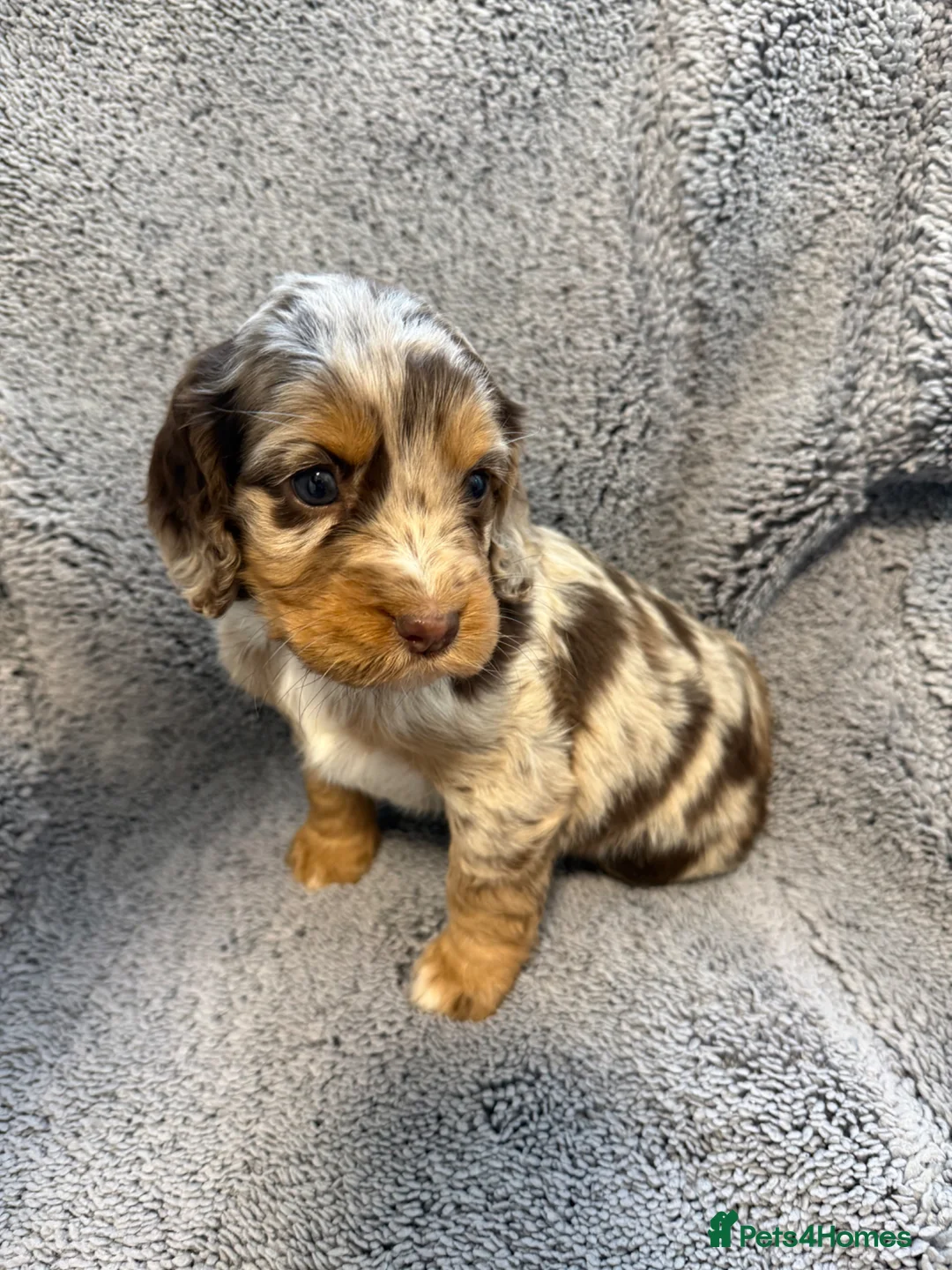Cocker Spaniel dogs for sale: Cocker spaniel puppies - Advert 2