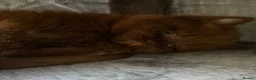 British Shorthair cats for sale: Chocolate GCCF Pure Pedigree British Shorthair - Advert 18