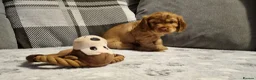 Cocker Spaniel dogs for sale: 🐾 Show Type Cocker Spaniel Boys – 2 Available - Advert 26