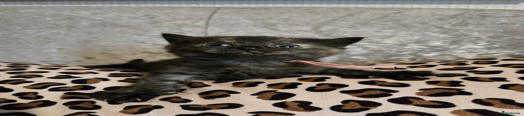 Half-Ragdoll 6