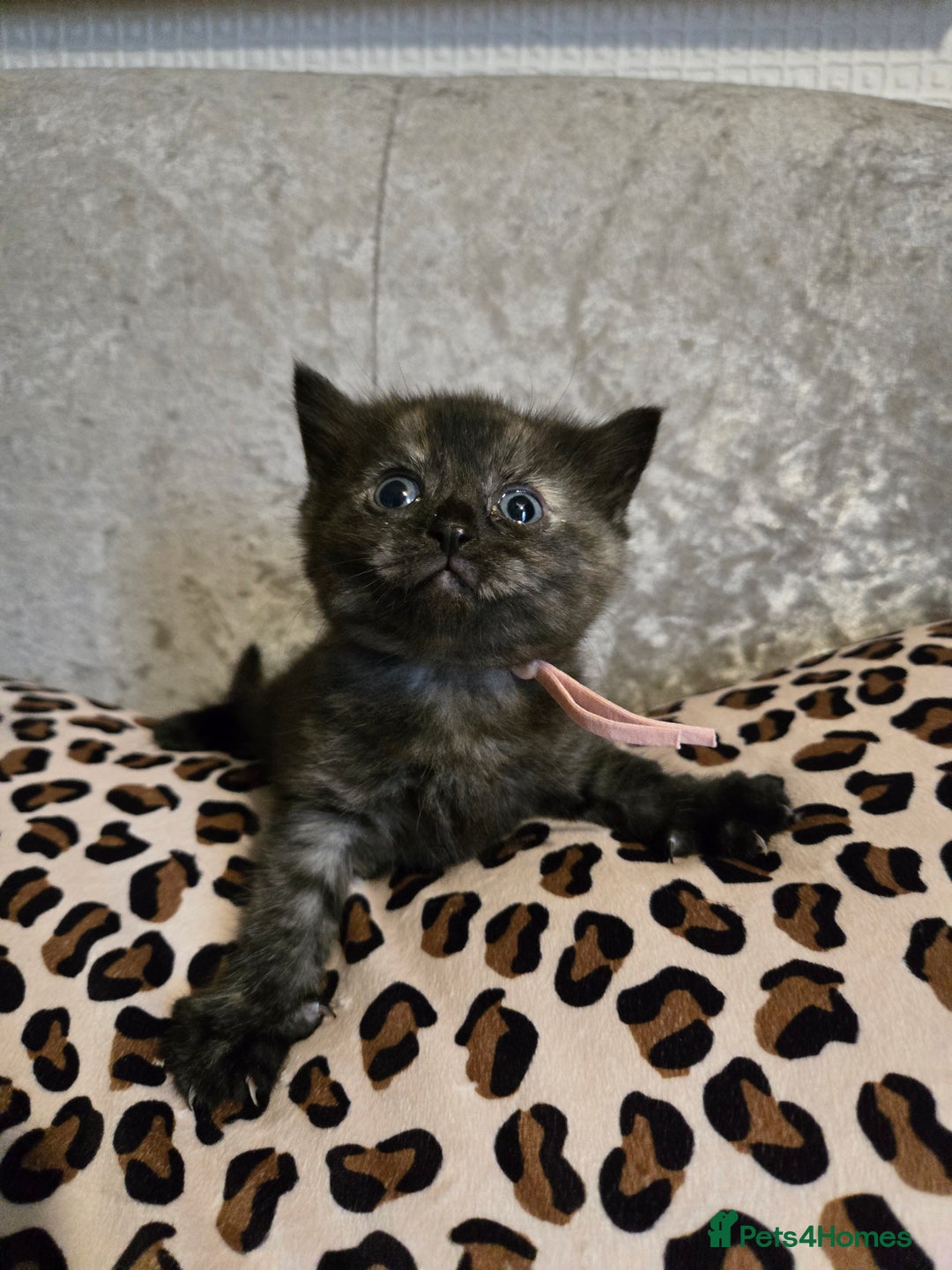 Mixed Breed cats for sale: 7 Half-Ragdolls  - Image 22