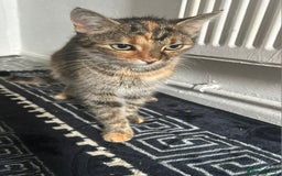 Burmese cats for sale: Kittens - Image 6