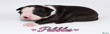 Boston Terrier 4