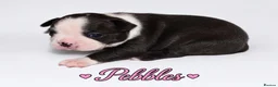 Boston Terrier dogs for sale: KC registered Boston Terrier Puppies  in Swanage - Advert 23