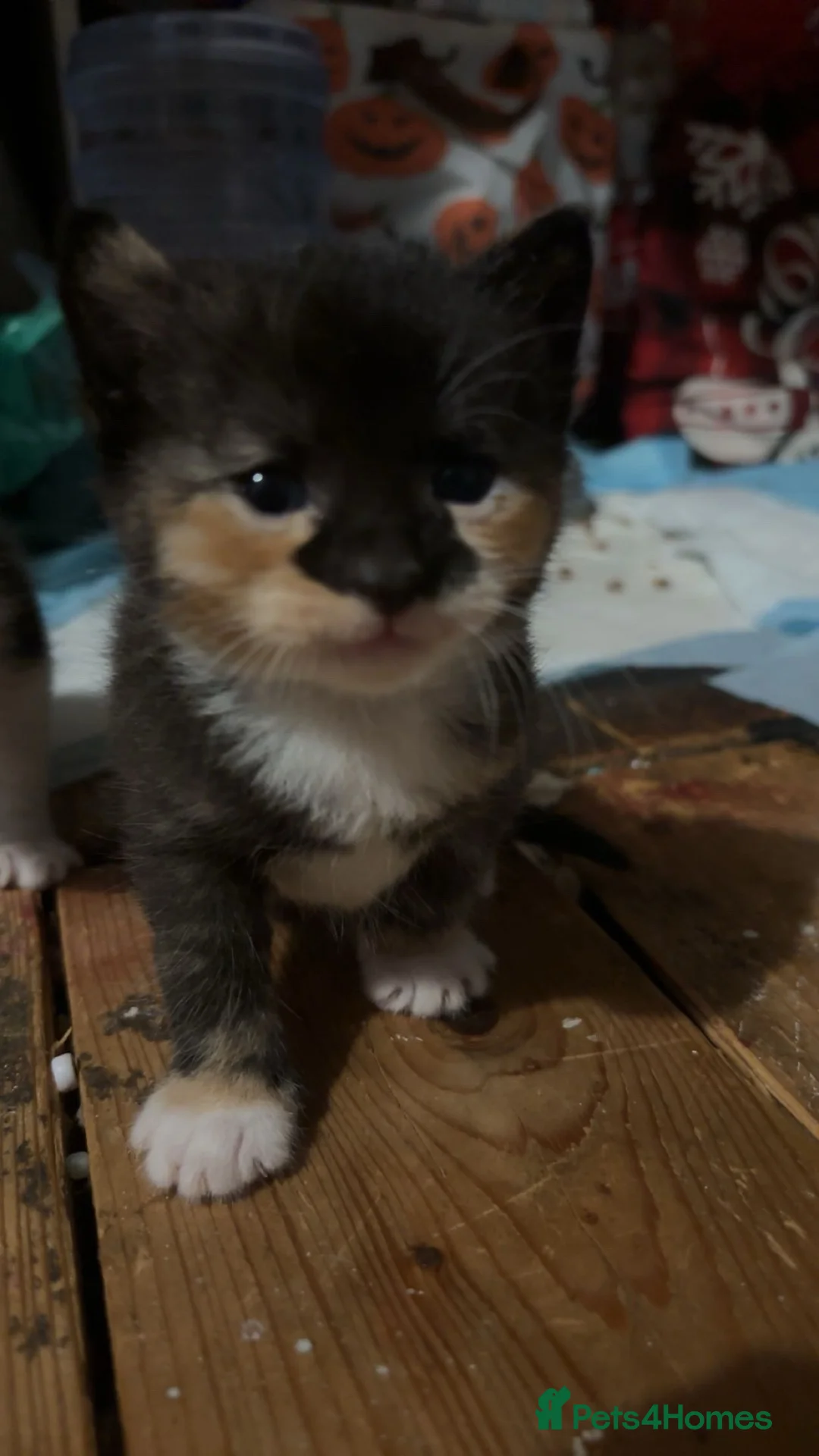 Mixed Breed cats for sale: kittens and there mother ❤️ in Swansea - Advert 2