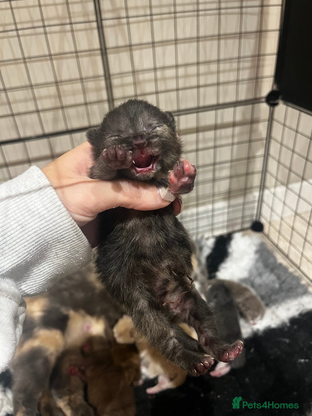 British Shorthair cats for sale: 🏆 Beautiful litter british shorthair babies 🥇  - Image 4