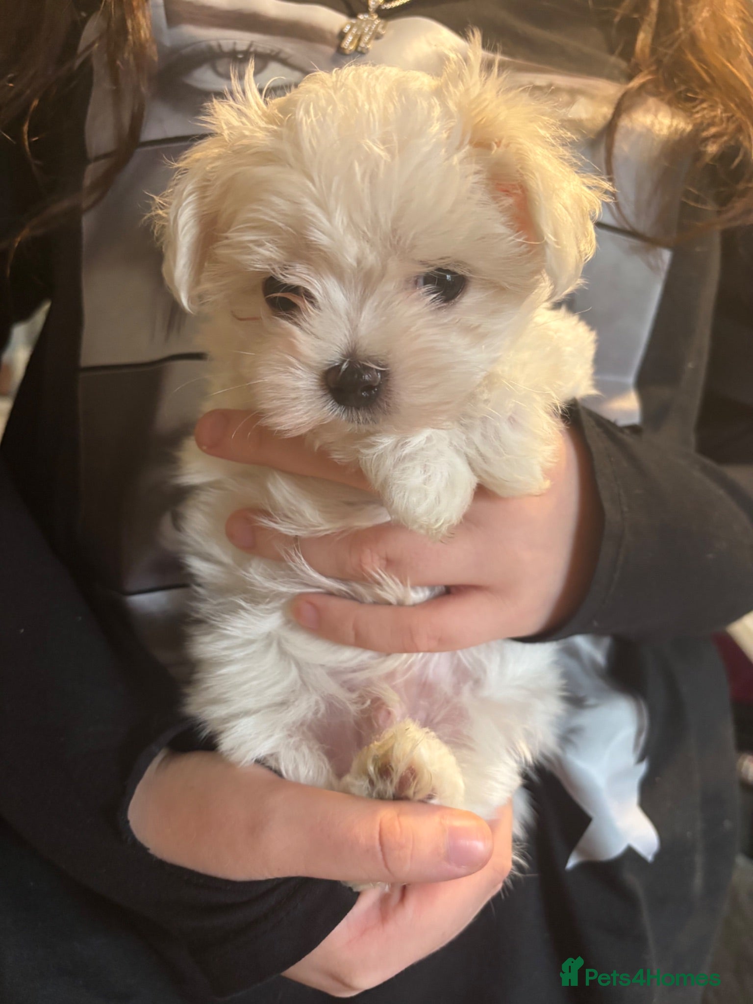Maltese dogs we have one Tiny little boy available - Advert 3