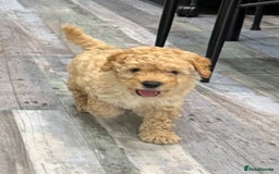 Cavapoochon dogs for sale: F1b Cavapoochon  - Image 37
